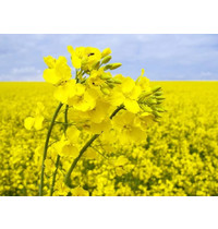 Семена Агроуспех Рапс яровой 48675 0,5кг