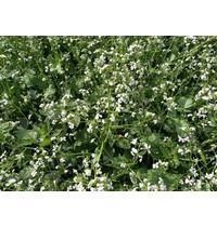 Семена Агроуспех Смесь крестоцветных 49542 1кг